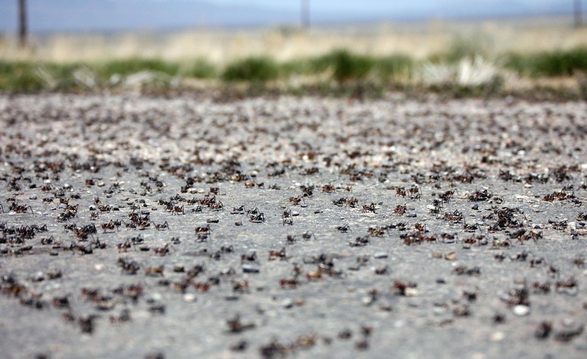 Mormon crickets