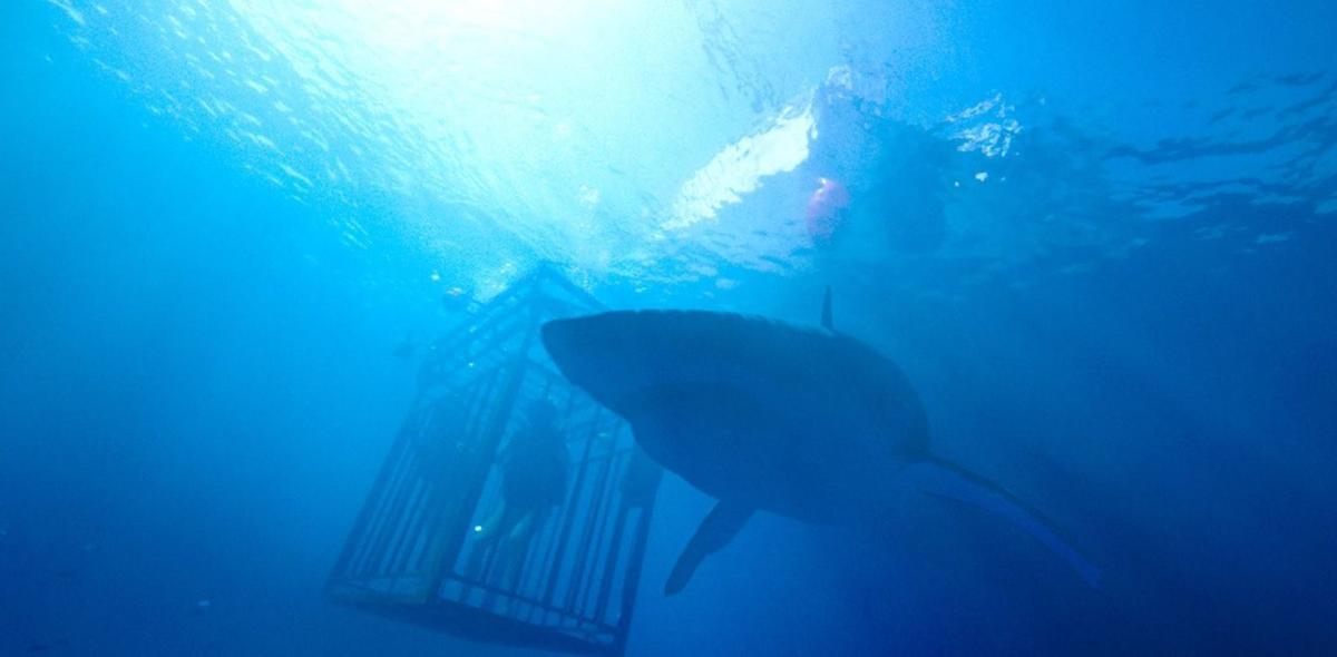 Marianne and the Movies: Solidify your fear of sharks ...