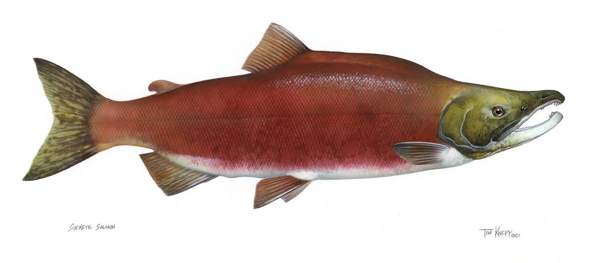 Sockeye salmon