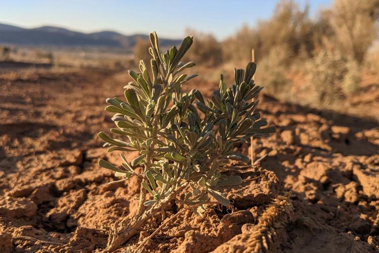 Nature Notes Enjoying a young sagebrush
