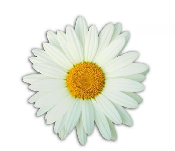 Michele Levie, CRNI, honored as DAISY Award winner