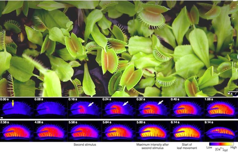 Professor Hanington's Speaking of Science Do Venus flytraps have a memory?