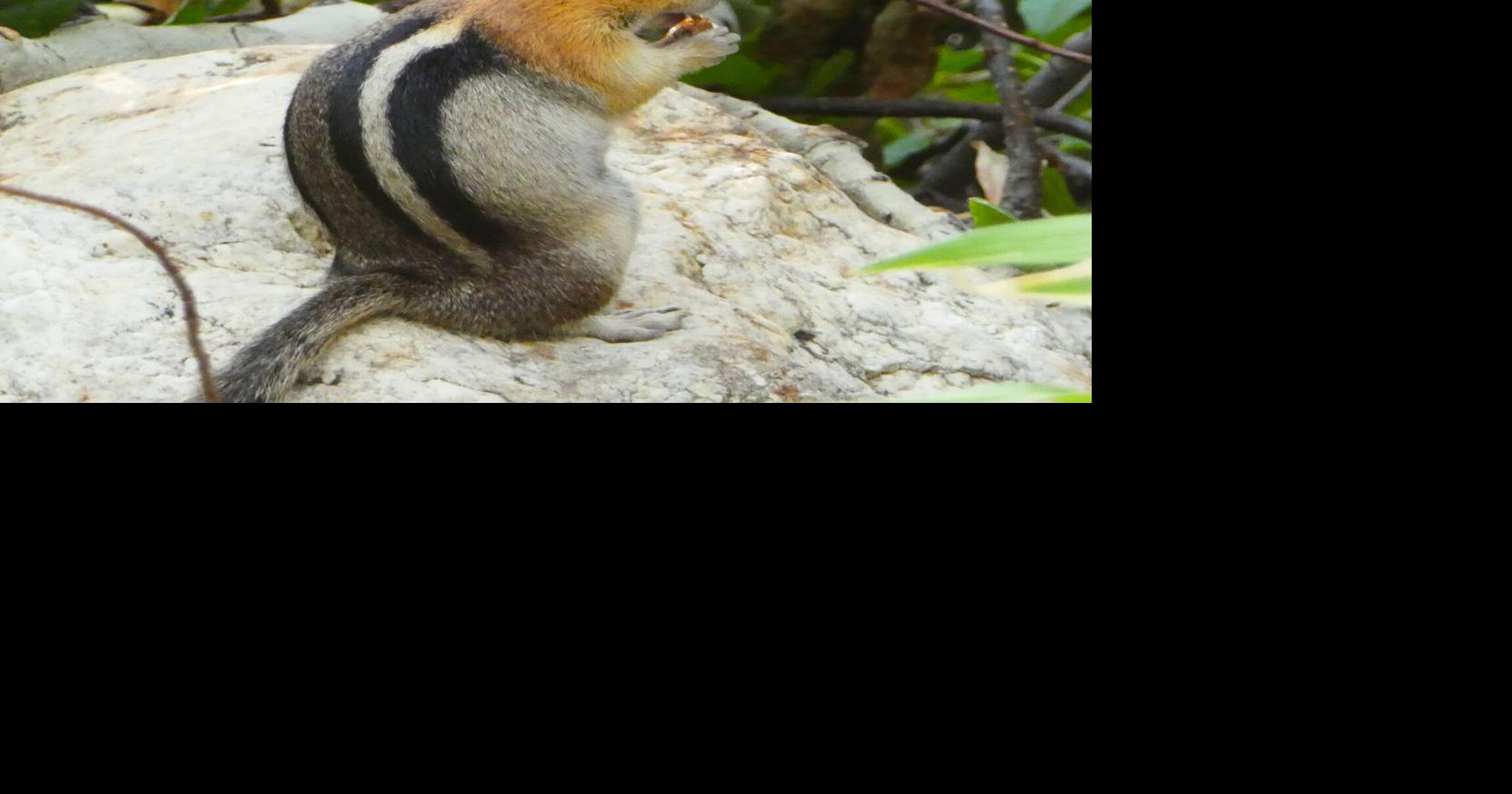 Nature Notes Hyslop: Chipmunk or ground squirrel? LARRY HYSLOP Elko Daily Correspondent Aug 22, 2026 1 min ago