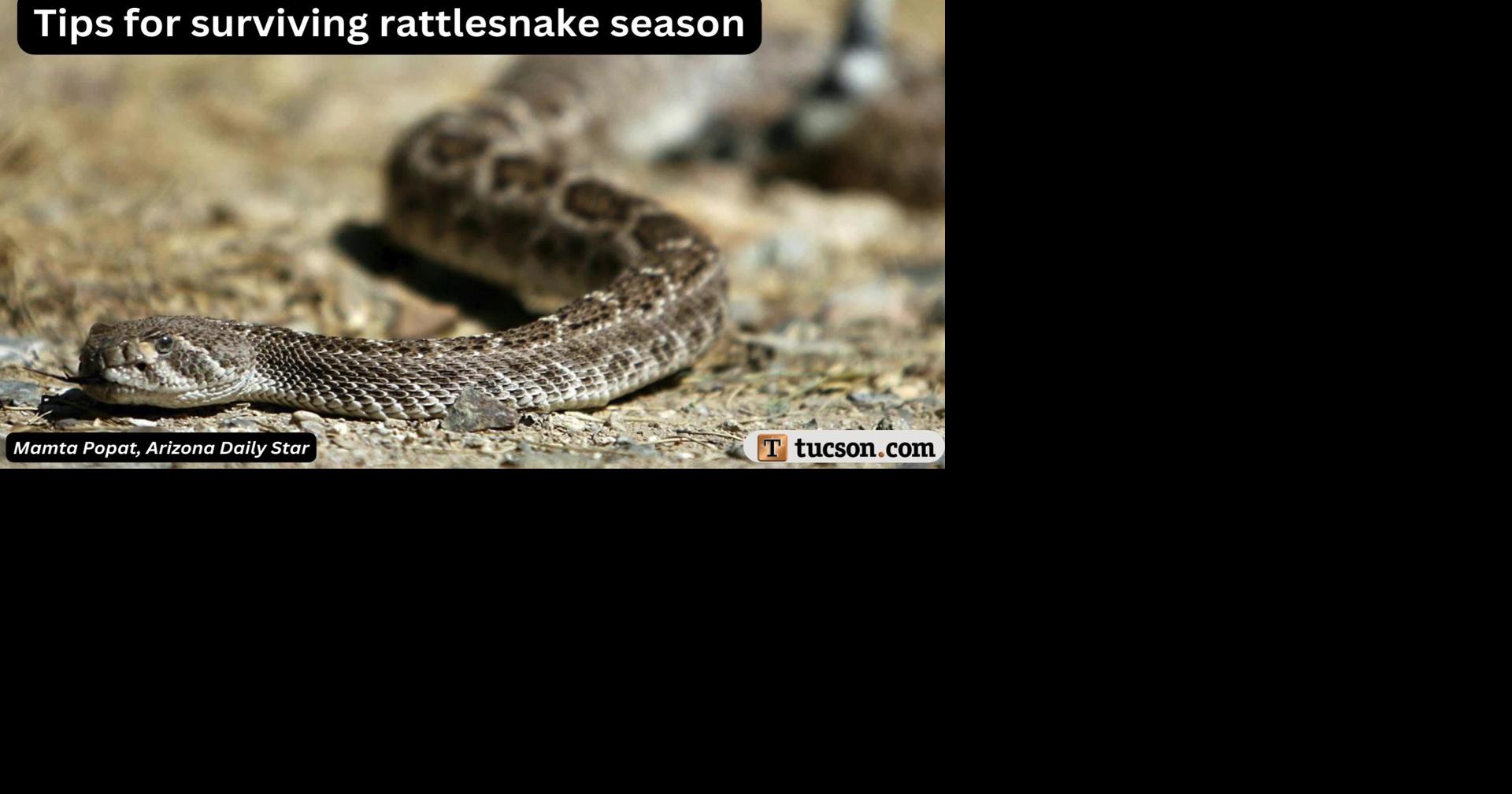 What hikers should do if they spot a rattlesnake in Nevada