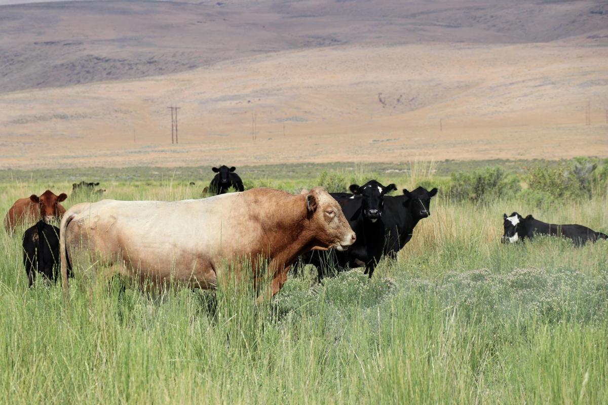 Cattle on Nevada Gold Mines ranch
