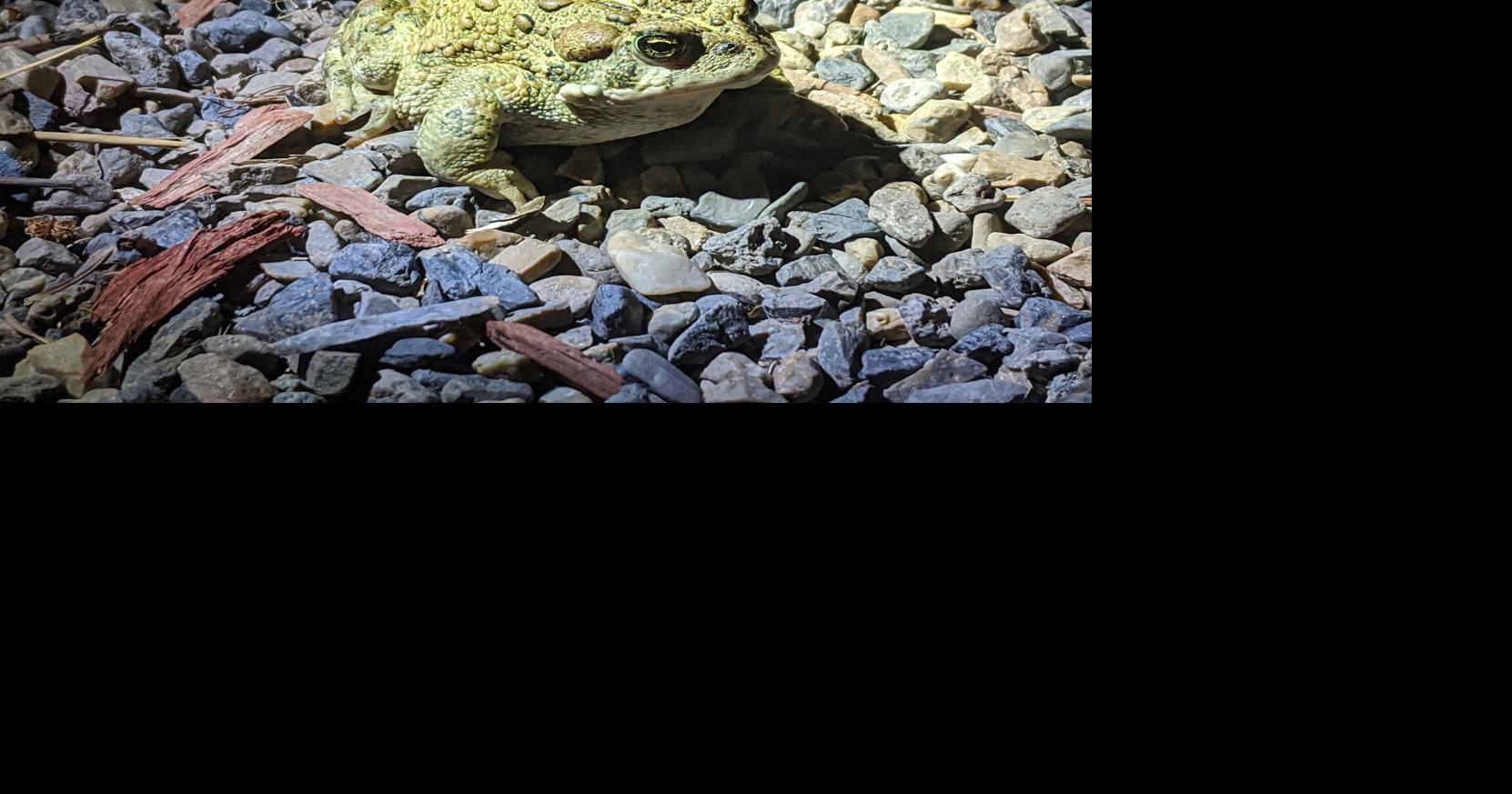 Nature Notes Hyslop: Toads in a backyard pond LARRY HYSLOP Elko Daily Correspondent Aug 8, 2026 25 sec ago