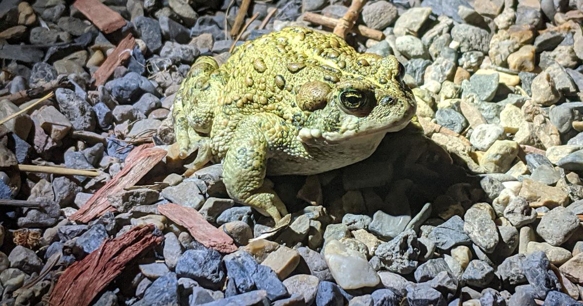 Nature Notes Hyslop: Toads in a backyard pond LARRY HYSLOP Elko Daily Correspondent Aug 8, 2026 25 sec ago