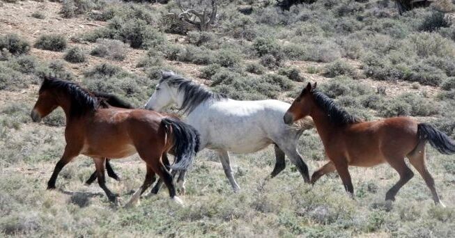 BLM to gather horses in northeastern Nevada