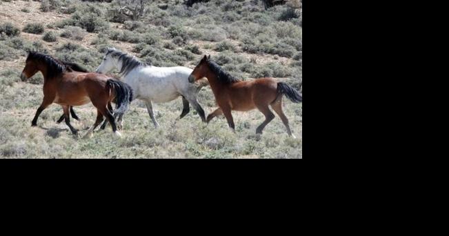 BLM starts Roberts Mountain horse roundup - Vimarsana News