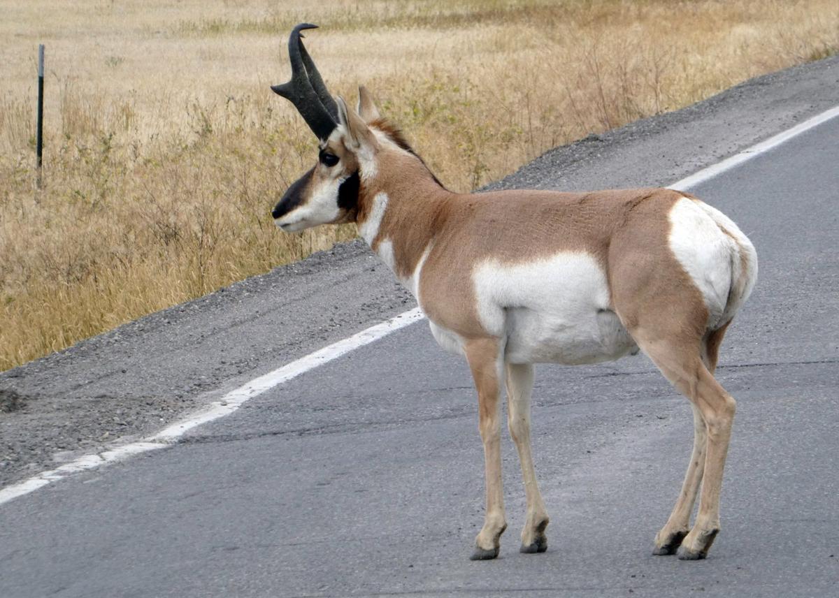 Nature Notes: Pronghorn curiosity and predators