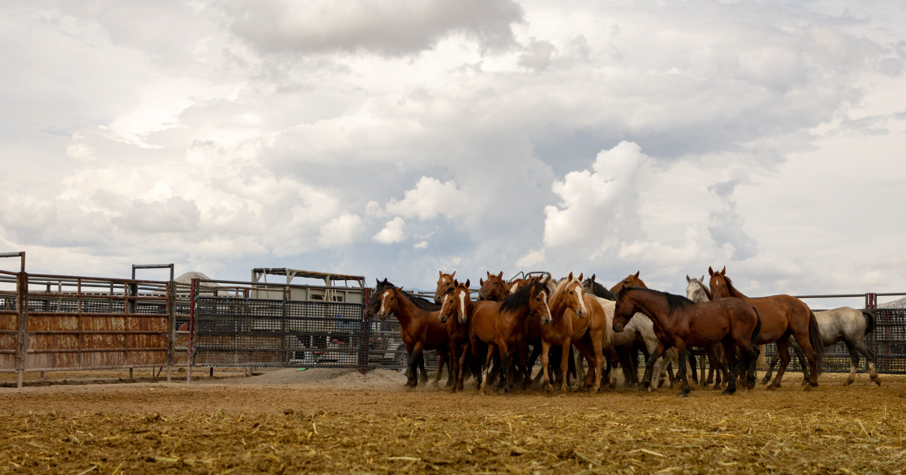 Ranchers sue BLM over lack of wild horses gathers in central Nevada - Vimarsana News