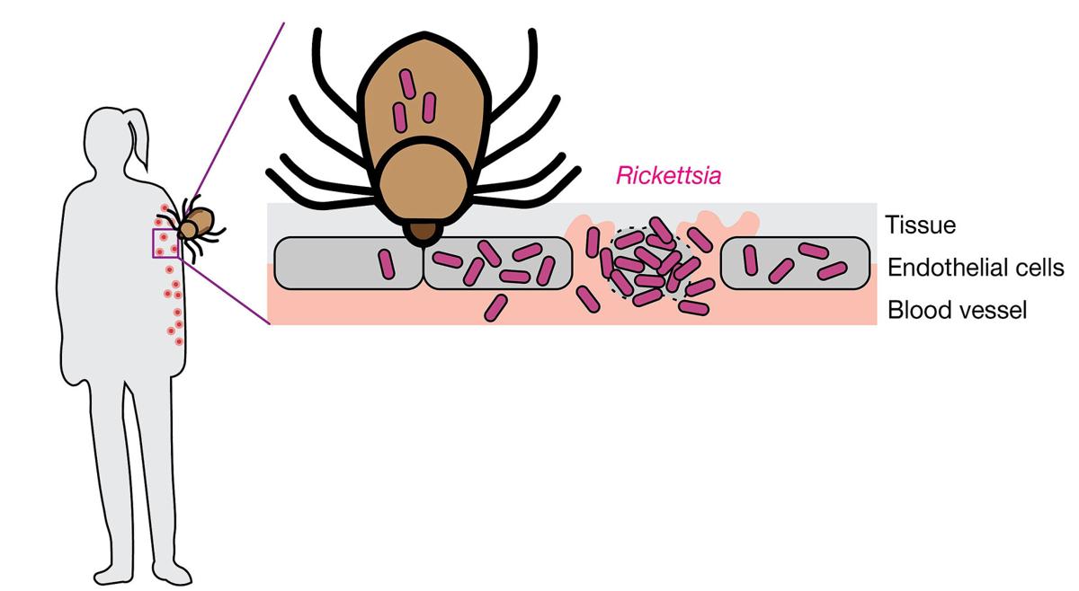 Understanding a tick-transmitted bacterial pathogen