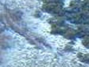 Natural World Bighorn Sheep Mountain Goats Lifestyles Elkodaily Com
