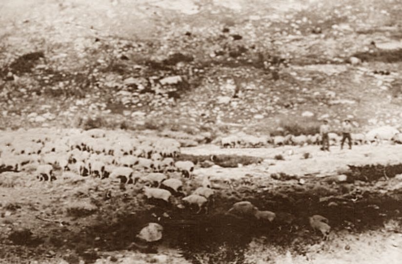 Basque sheepherders