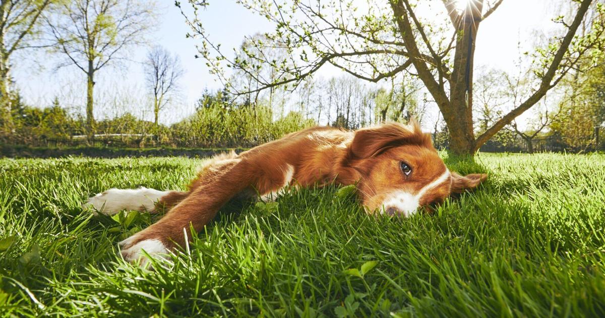Can You Have a Lush Lawn and a Healthy Pet? Keeping lawn weed-free and green while keeping pet safe from toxins | Pets Can You Have a Lush Lawn and a Healthy Pet? Keeping lawn weed-free and green while keeping pet safe from toxins | Pets