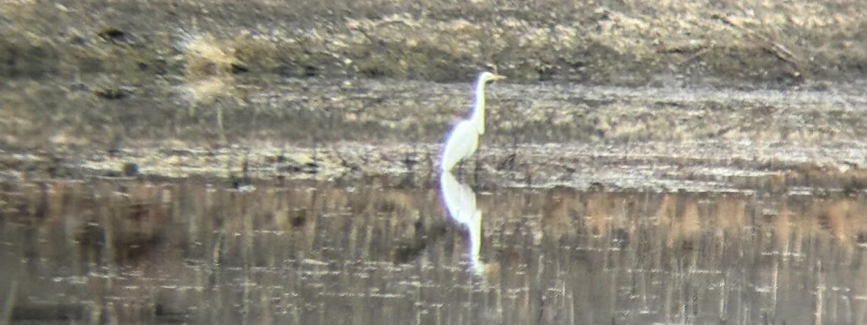 Sean Basillio Great Egret.jpeg