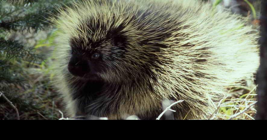 Let's Debunk A Few Myths About Porcupine Quills and Your Beloved