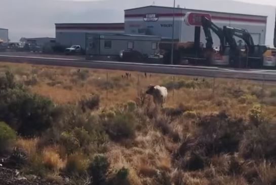 Loose bull on I-80 in Elko