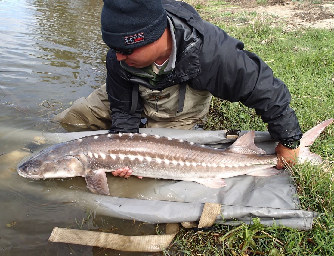 Wildlife officers resuscitate poached sturgeon