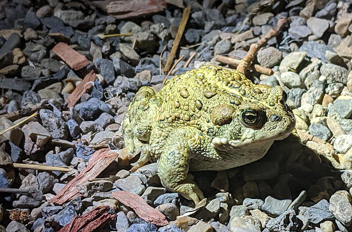 Nature Notes: Toads in the backyard | Outdoors | elkodaily.com