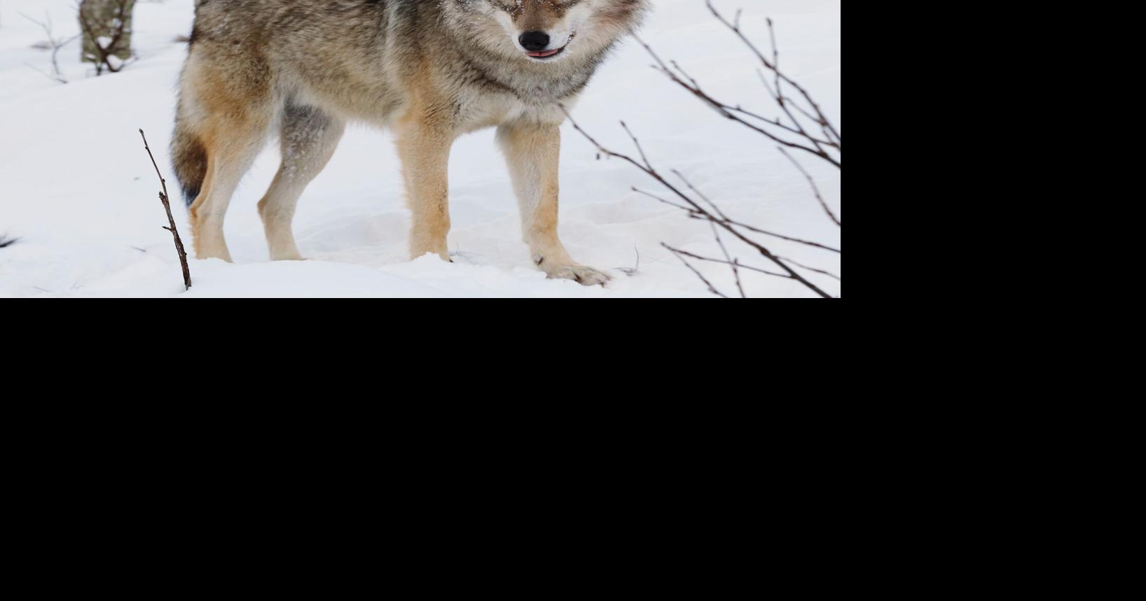 County opposes introduction of wolves into Nevada