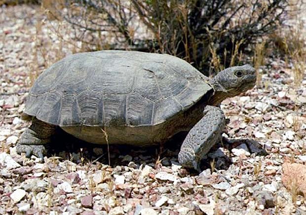 Unwanted pet desert tortoises spur new rule in Nevada