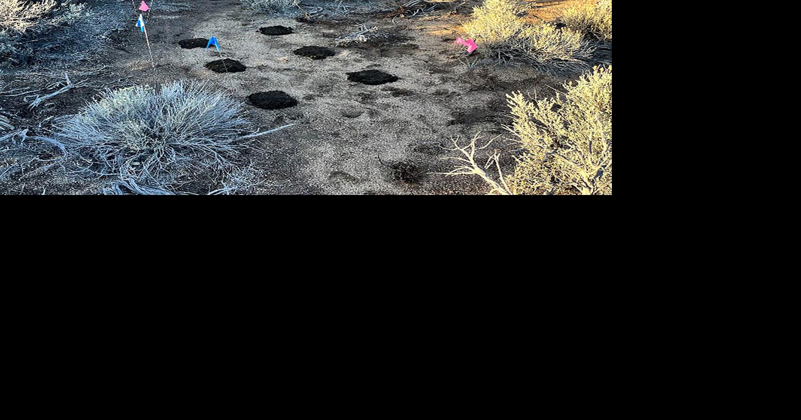Can cow patties help restore our rangelands?