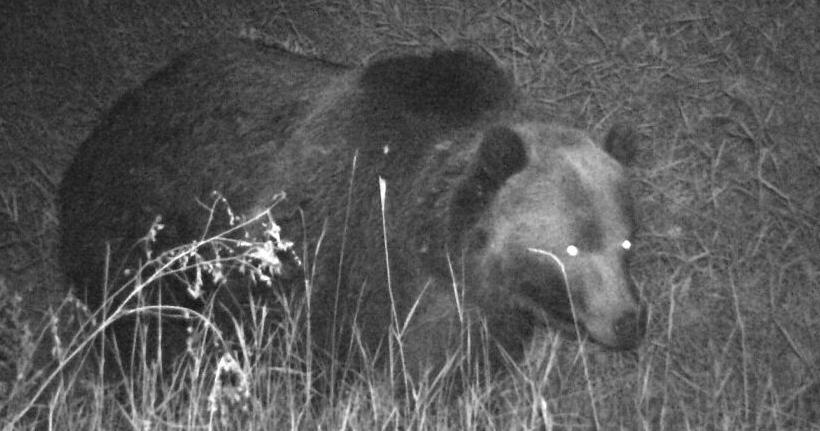 Grizzly bear photographed in Upper Missouri River Breaks - Vimarsana News