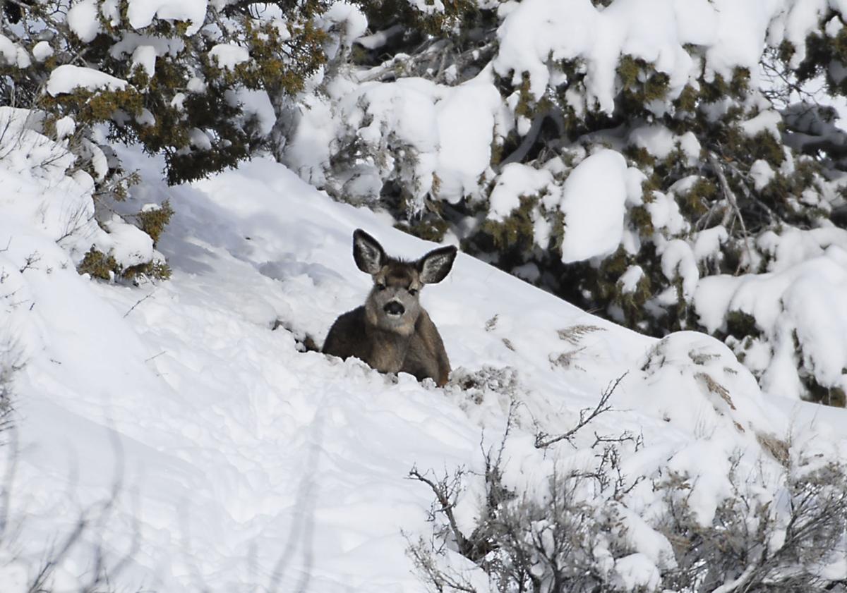 Wildlife of Nevada Lifestyles