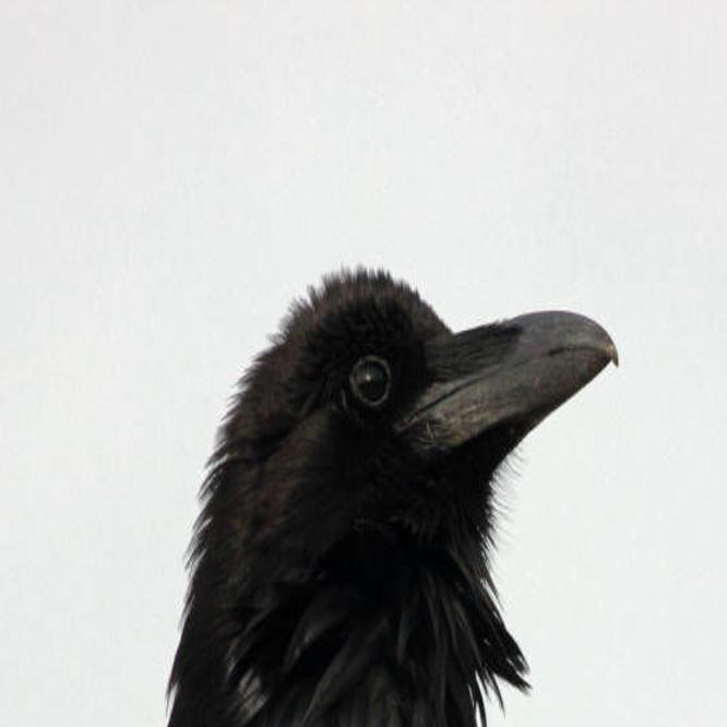 Nature Notes How Intelligent Is A Raven Outdoors Elkodaily Com