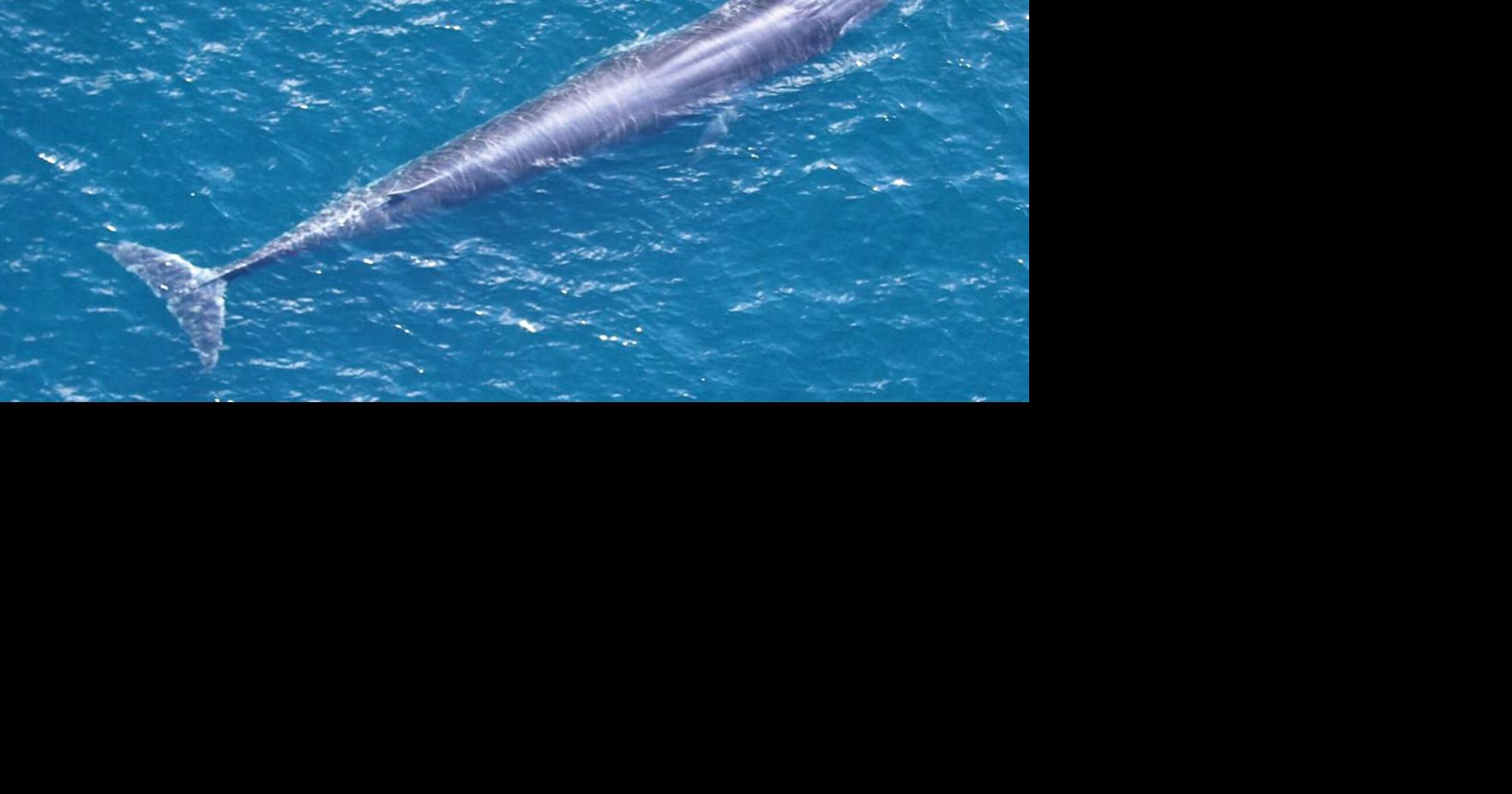 Amid scrutiny, research reinforces rare Gulf whale is a unique species Max Chesnes Tampa Bay Times Jul 12, 2026 8 mins ago