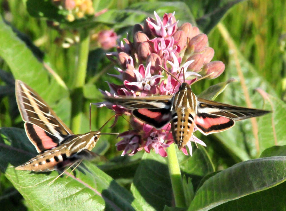 Pictures Of Moth Hummingbirds