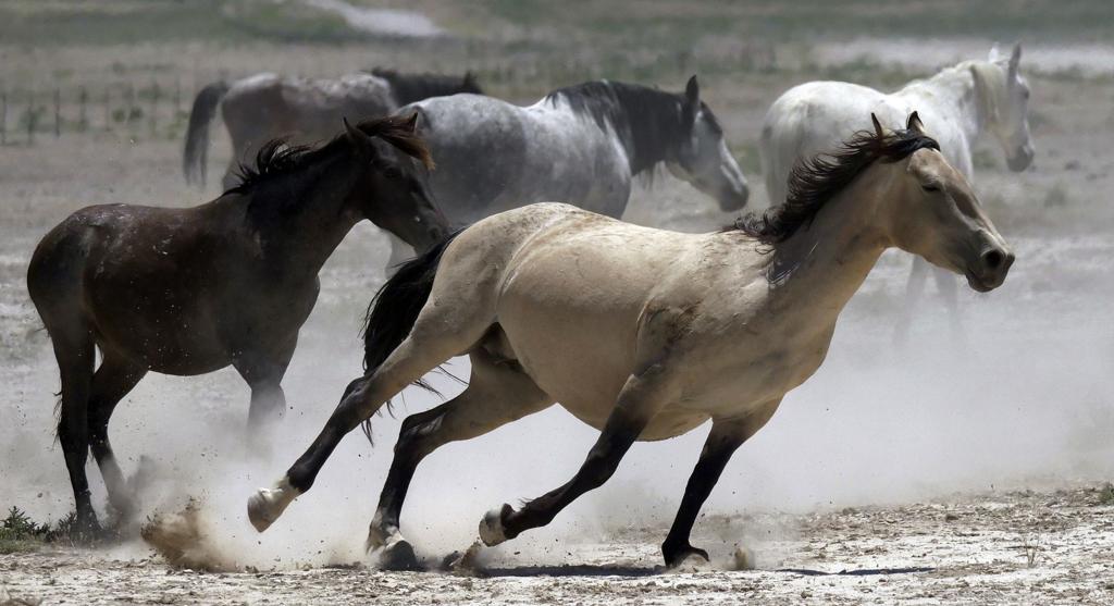 1 200 Plus Horses To Be Rounded Up In Eastern Elko White Pine