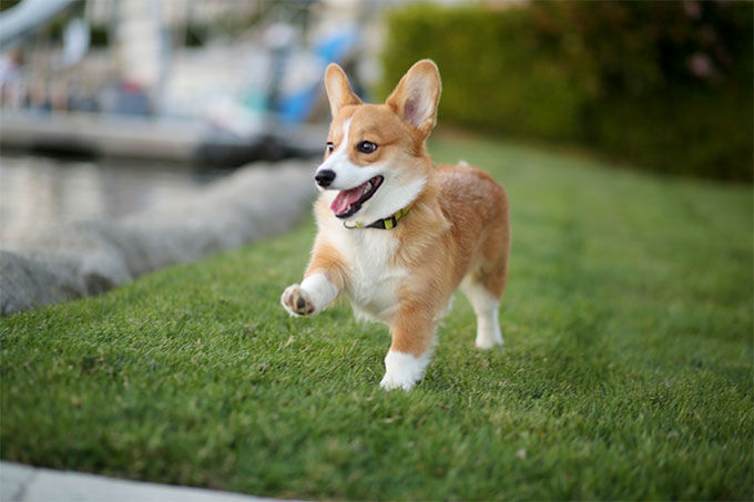10 Of The Best Doggo Memes You've Ever Seen