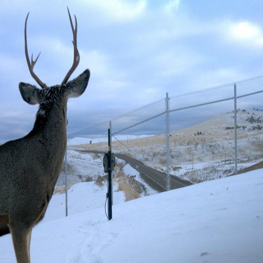 Elko Wildlife Crossings Win Award Local Elkodaily Com