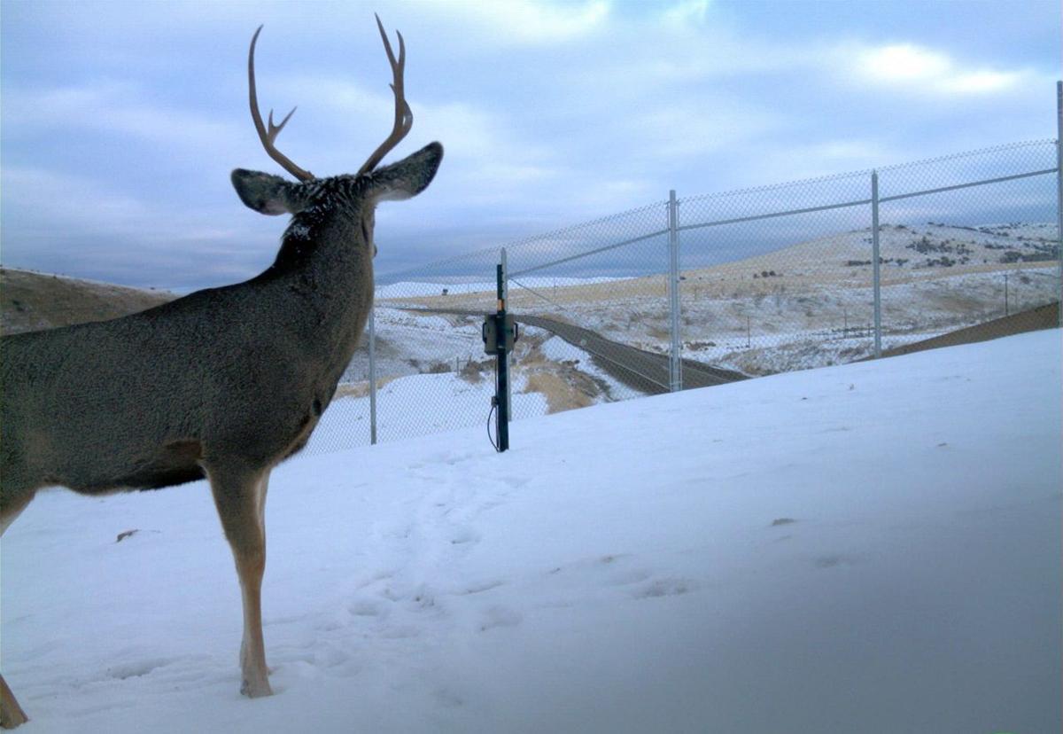 Wildlife crossing