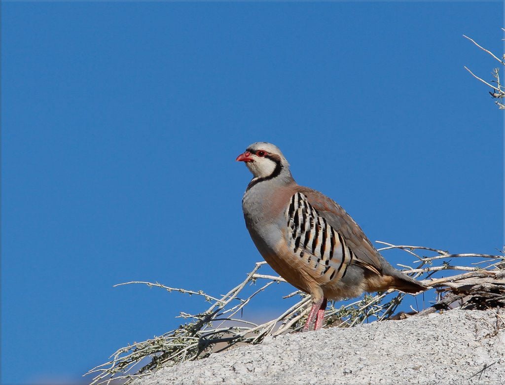 Chukar season shaping up with some surprises (good and not so good