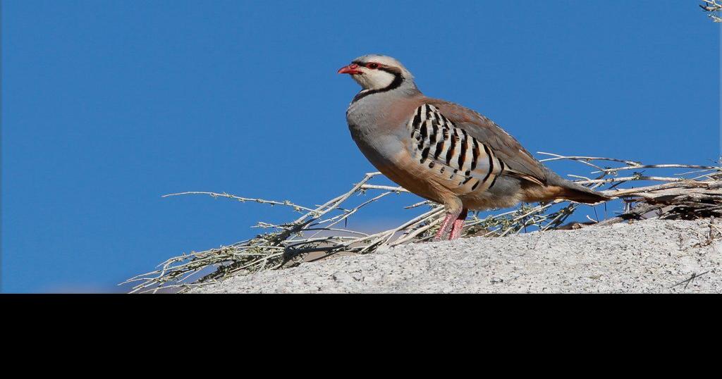 Chukar season shaping up with some surprises (good and not so good)