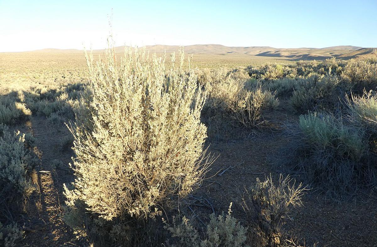 The Great Basin is a sagebrush landscape