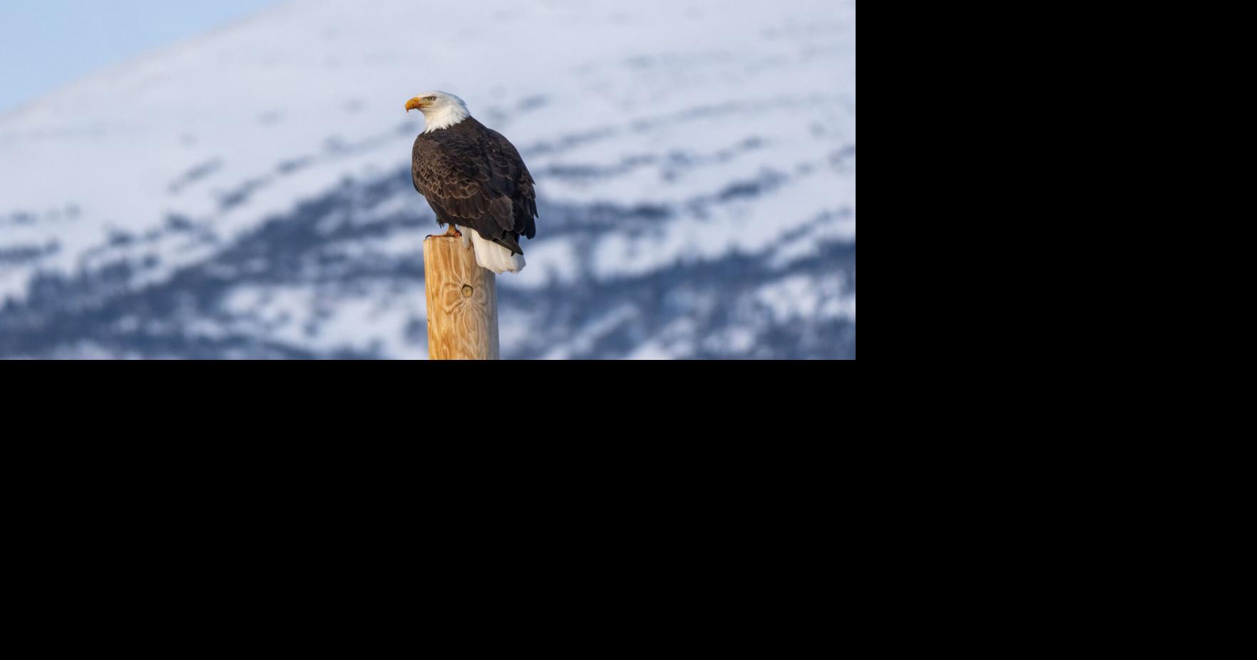 Nature Notes: Winter raptors and bad roads
