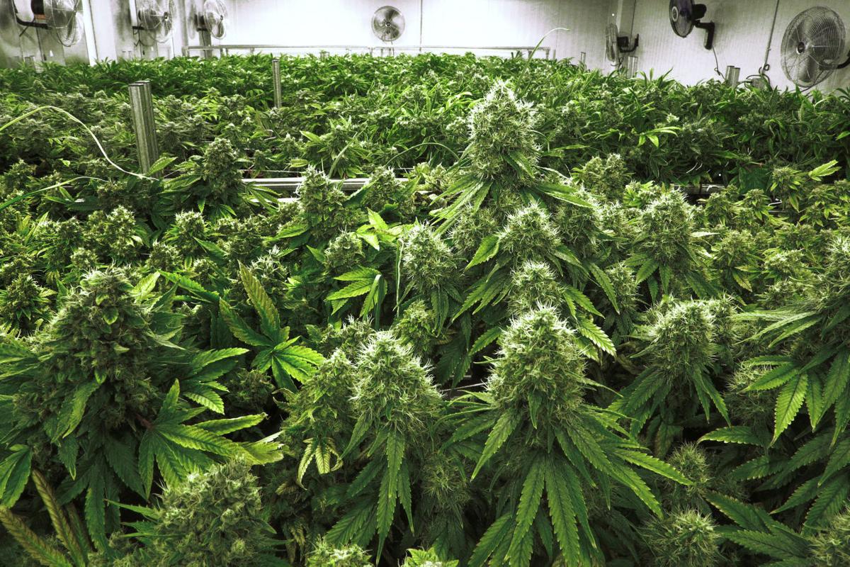 Marijuana Harvest