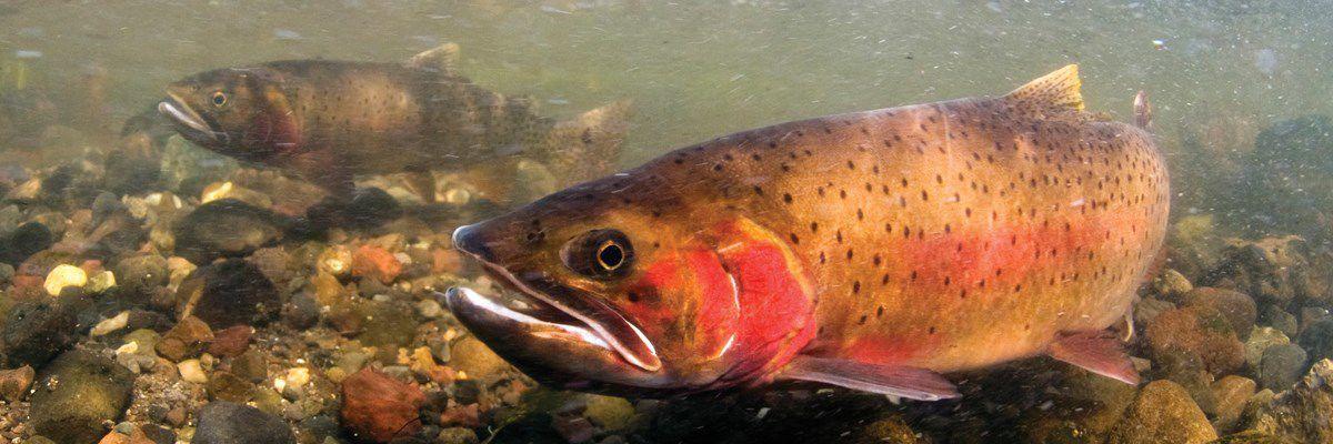 Yellowstone cutthroat trout