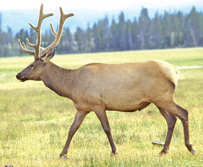 Nature Notes Wolf myth: Wolves have devastated Idaho’s elk herds