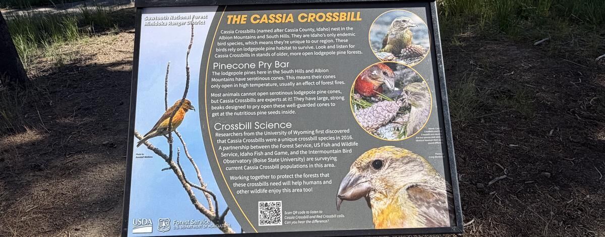Cassia Crossbill Interpretive Sign unveiled at Diamondfield Jack Campground in the South Hills