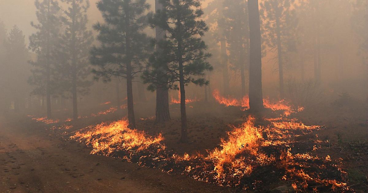 Flames consume undergrowth during a prescribed burn in Dog Valley near Reno on May 7, 2025.