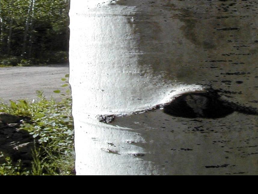 Nature Notes The Messages In Aspen Bark Local Elkodaily Com