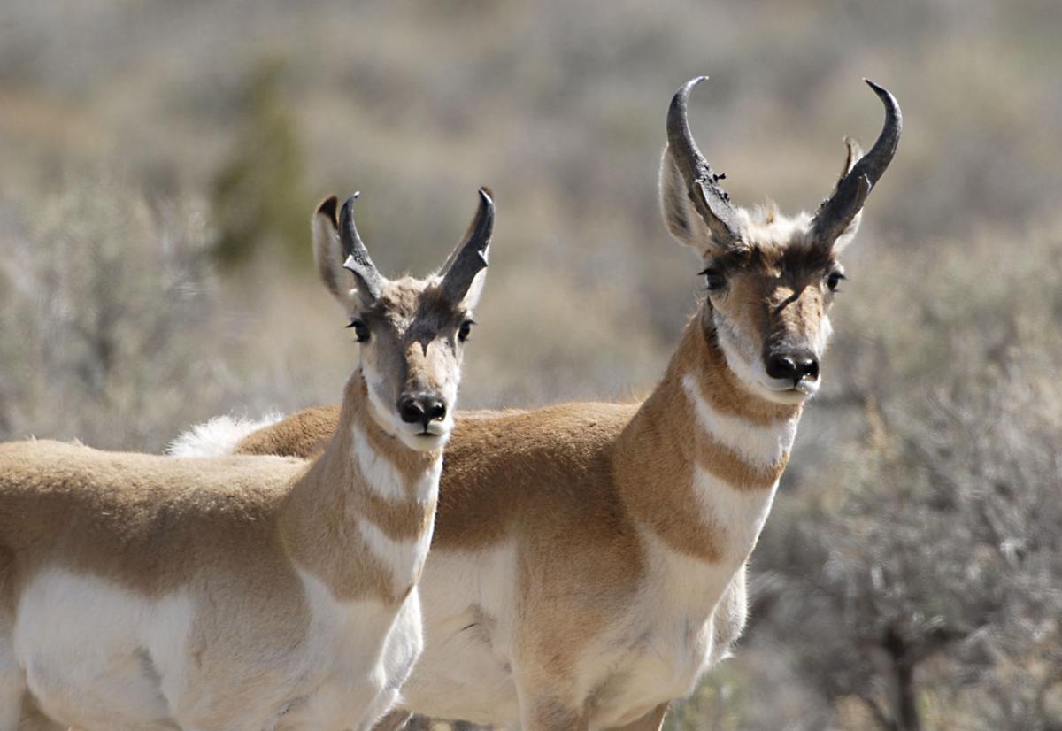 Wildlife of Nevada Lifestyles