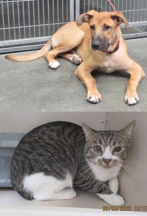 Pets of the Week