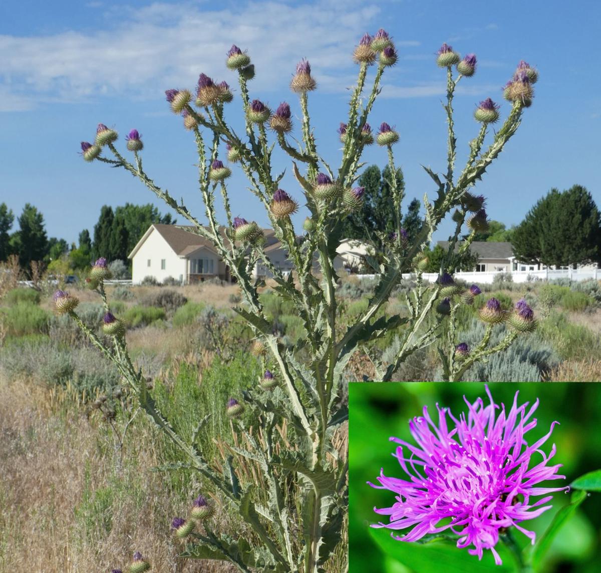 Thistle Like Flower Head That's Cooked