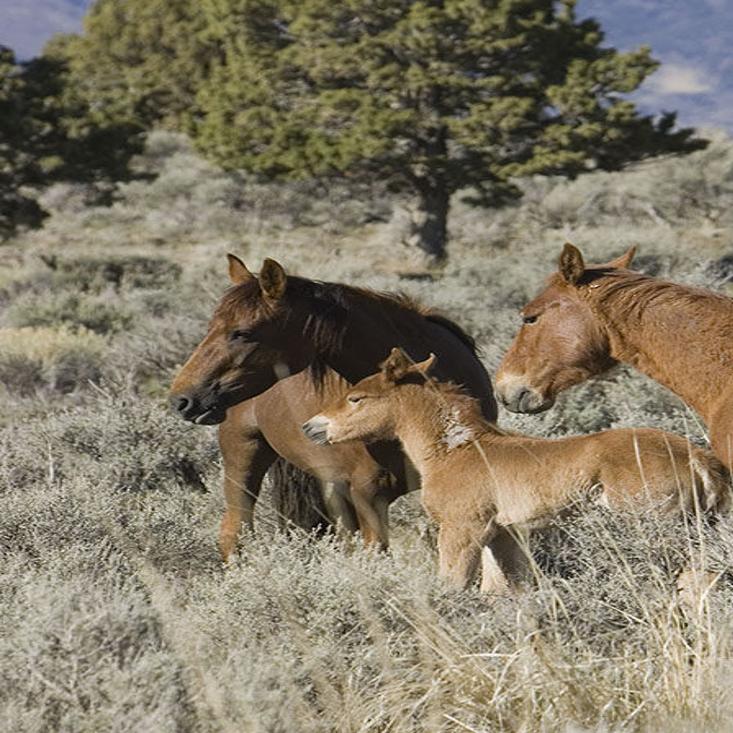 Nevada Assembly Ups Penalties For Feeding Wild Horses News Elkodaily Com